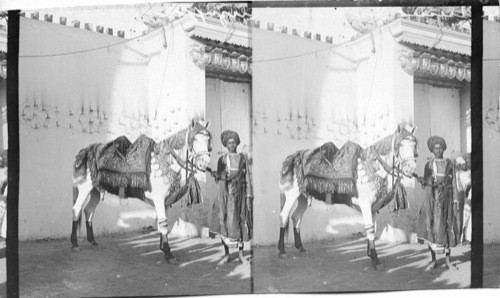 Richly caparisoned horse, ridden by bridegroom to bride’s residence - Hyderabad. India