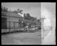Zebras at the California Zoological Gardens, Los Angeles, 1935