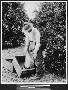 Worker loading boxes with fruit, ca.1900