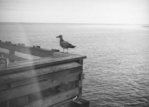 Seagull on a pier in Malibu