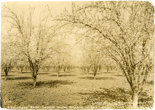 1900, Santa Clara County, Blossoming prune orchard