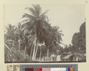 Busy pathway, Zanzibar, Tanzania, ca.1901