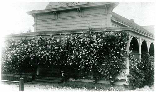 Porch of Old House Obscured by Rose Bush