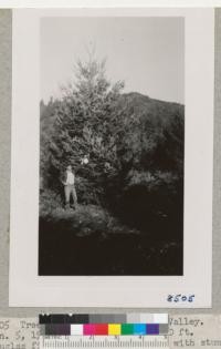 Treehaven Plantation, Franz Valley. January 5, 1950. Nathan Thomas and 20 ft. Douglas fir planted in 1941 or 42, with stump of adjacent tree which was cut for Christmas 1949 ans shows 8 annual rings - 6 1/2" diameter. Metcalf