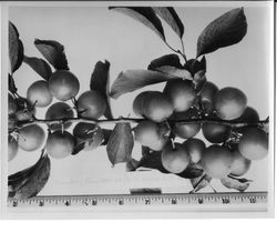 Plums MM-69h "Cranberry Plum" on a branch with cluster and ruler at bottom, 1928