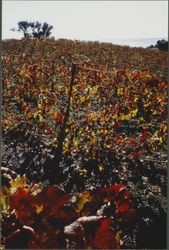 Unidentified vineyard in fall color near Healdsburg, California, about 1988