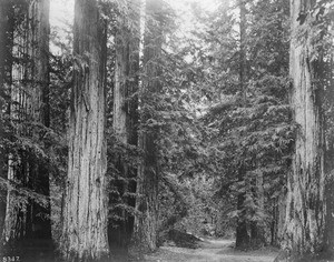 Tall redwood trees, Santa Rosa, Sonoma County, California, ca.1900-1920