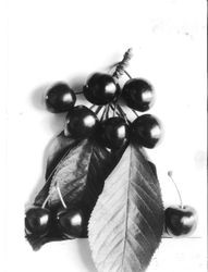 Identification of Luther Burbank cherry hybrid from the Gold Ridge Experiment Farm--large cluster of "Giant (House Tree)" cherries with leaves