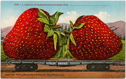 [Railroad flat car loaded with giant strawberries]