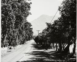 View of Mount St. Helena from an unidentified road