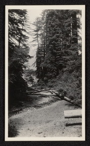 Stream in redwoods near Scotia, California