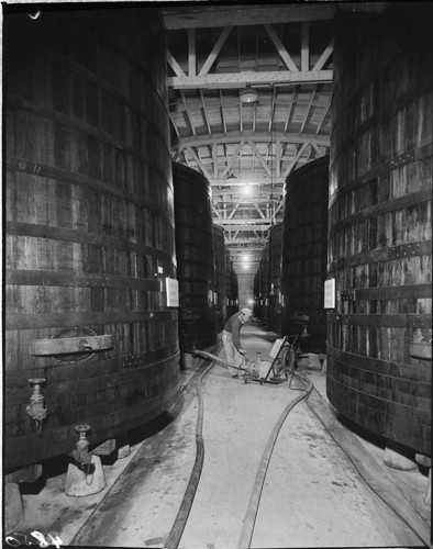 Man working in aisle between two rows of very large wooden vats