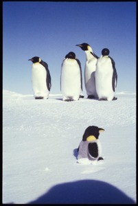 Four emperor penguins and a toy penguin on the ice, McMurdo Ice Edge, Antarctica, 1989