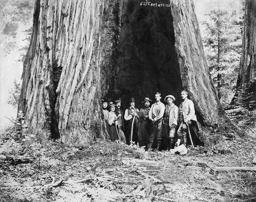 Group inside a large redwood tree