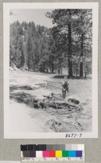 Erosion exposes pine roots along road at Riverside County Camp Ground, Idyllwild, San Jacinto Mountains. June 1953. Metcalf