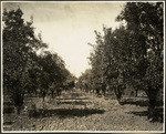 Jackson Valley orchard scene
