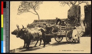 Oxen drawing a two-wheeled cart, Madagascar, ca.1920-1940