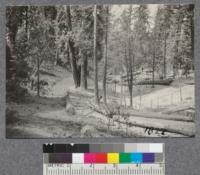 Slash disposal at Madera Sugar Pine, 1921. Broad cast burn within fire lines along railway right-of-way and around donkey settings