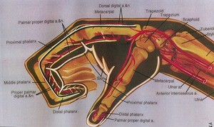 Illustration of right hand, lateral view of dorsum, showing bones, arteries, and nerves