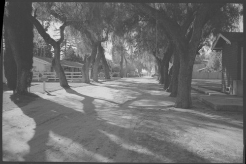 Lane of Trees at Camarillo Ranch