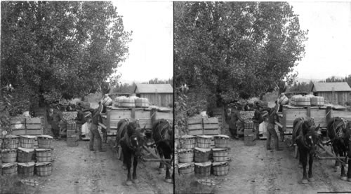 Sorting & loading apples, near Grand Junction, Colo. preparatory to R.R. supplying each basket a bushel