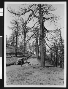 Three people standing beside an automobile looking at burnt trees, June 11, 1923