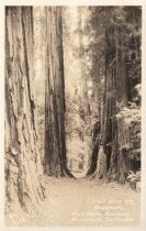 Trail thru' the Redwoods