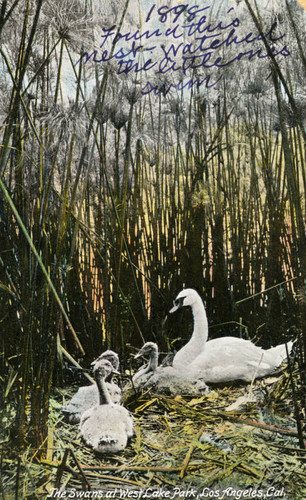 MacArthur Park swans