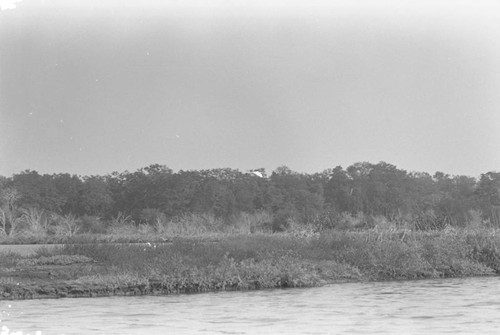 View of a mangrove forest, Isla de Salamanca, Colombia, 1977