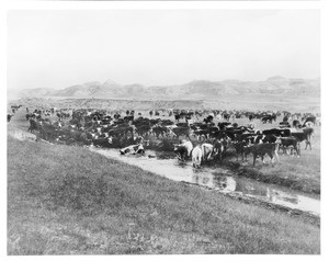 Group of cattle watering at a badlands spring in Montana, 1888