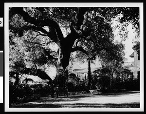 Large oak tree in front of a home in Monrovia, ca.1920