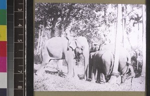 Capturing elephants, Sri Lanka, s.d