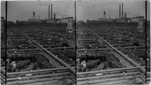 Stocker and Feeder (Pens) Division of the Union Stock Yard & Transit Co., Chicago, Ill