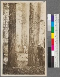 Two Douglas Fir and a Sugar Pine on strip line 2. 40 #4 Section 26. Blair at compass, Geary at rear of chain