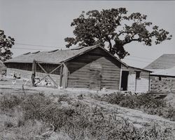 Chicken ranch near Petaluma, California, 1920s