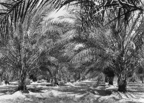 Date palms in Indio