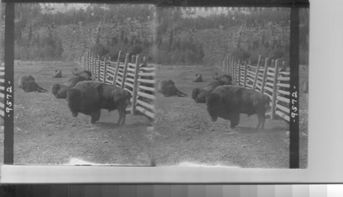 Monarch of the plains - buffalo in the corral, Banff. Alberta. Canada
