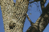 Acorn woodpecker holes in tree