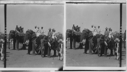 State Elephants of the Maharaja on parade. Jaipur, India
