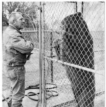 Recovering Bear at Folsom Zoo