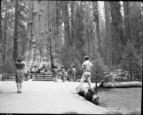 Misc. Visitor Activities, Photographing General Sherman Tree