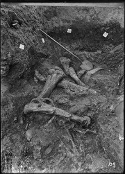 Pit 9. Elephant bones. (RLB-139)