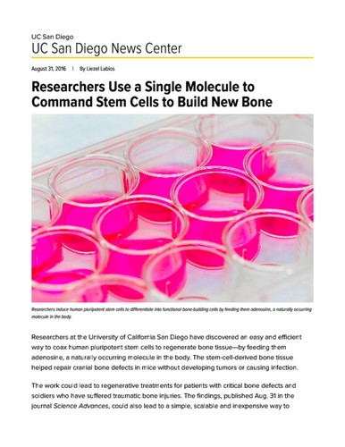 Researchers Use a Single Molecule to Command Stem Cells to Build New Bone