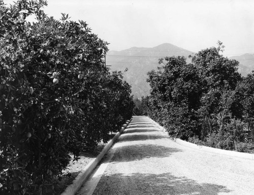 Road in orange grove
