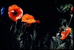 Hybrid Oriental poppies blooming in a flower bed in the Luther Burbank Home & Gardens, Santa Rosa, California, 1959