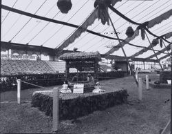 Gravenstein Apple Show, about 1930, with various displays--the Gravenstein Apple Growers Co-Op Assn, California Fruit Exchange