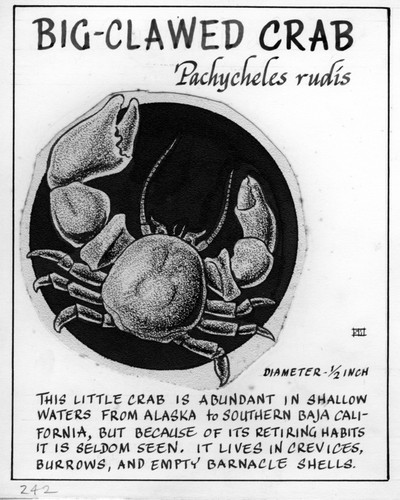 Big-clawed crab: Pachycheles rudis (illustration from "The Ocean World")