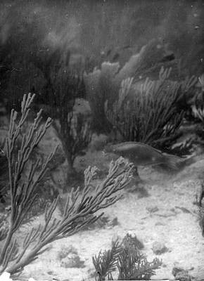 Williamson Expedition underwater photo of plants and fish