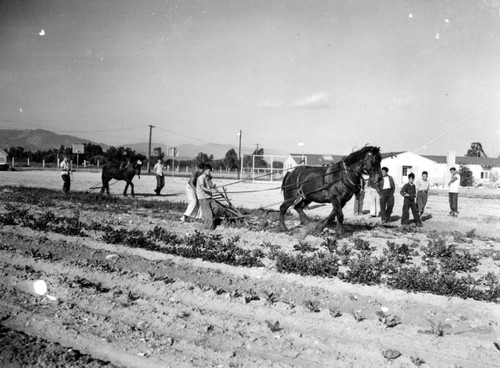 Orphans plowing a field at orphanage