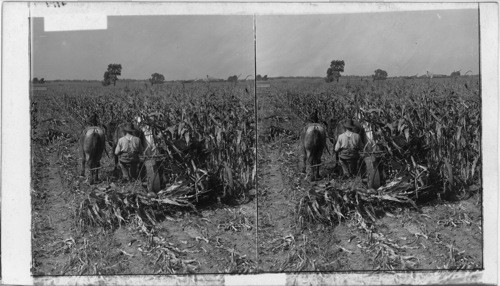 Illinois. In the Illinois corn belt